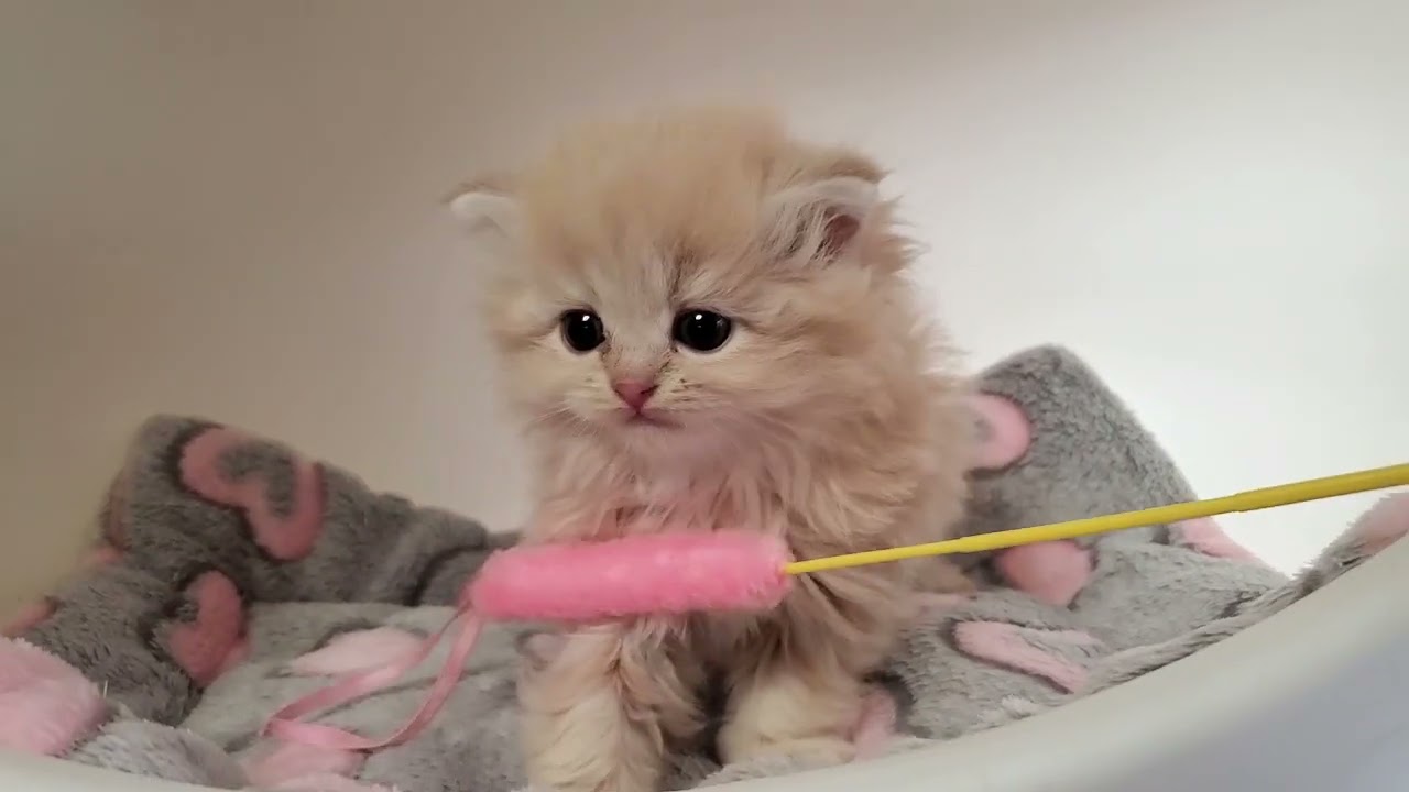 丸みのあるお顔立ちに大きな瞳が映えて、クリームカラーがやさしく馴染む雰囲気 💓