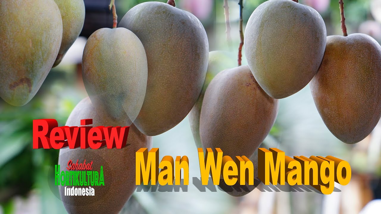 Review mangga Man Wen