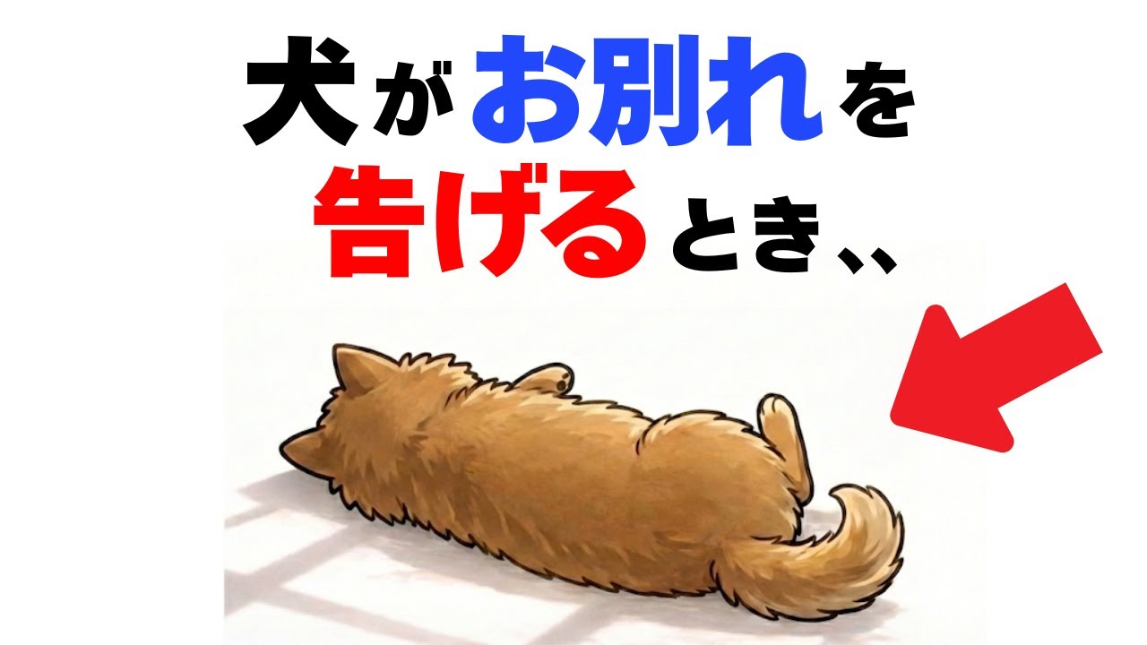 【感動】愛犬がお別れする前に見せるサイン１２選