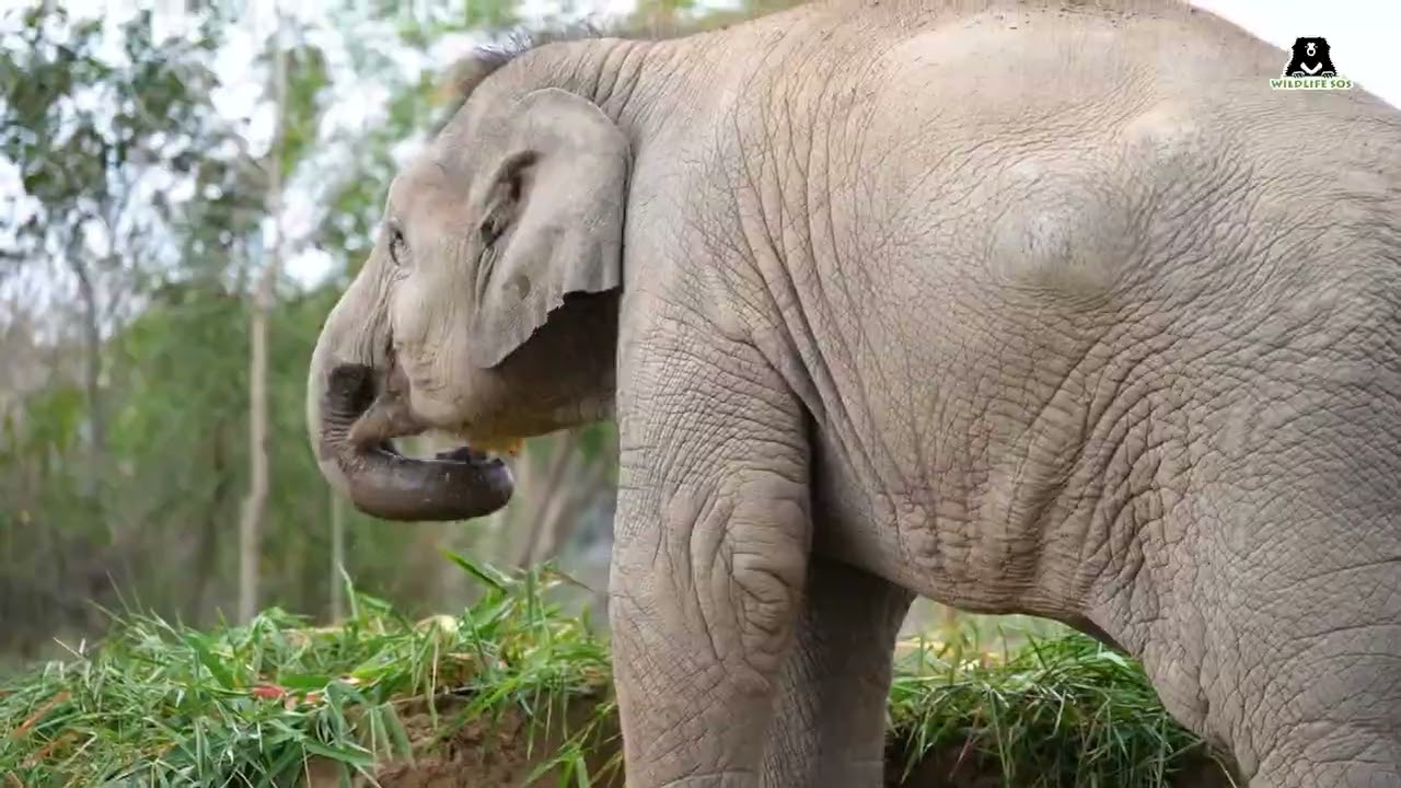 Wildlife SOS wishes you a delightful and &lsquo;eggs&rsquo;-tra special Easter!