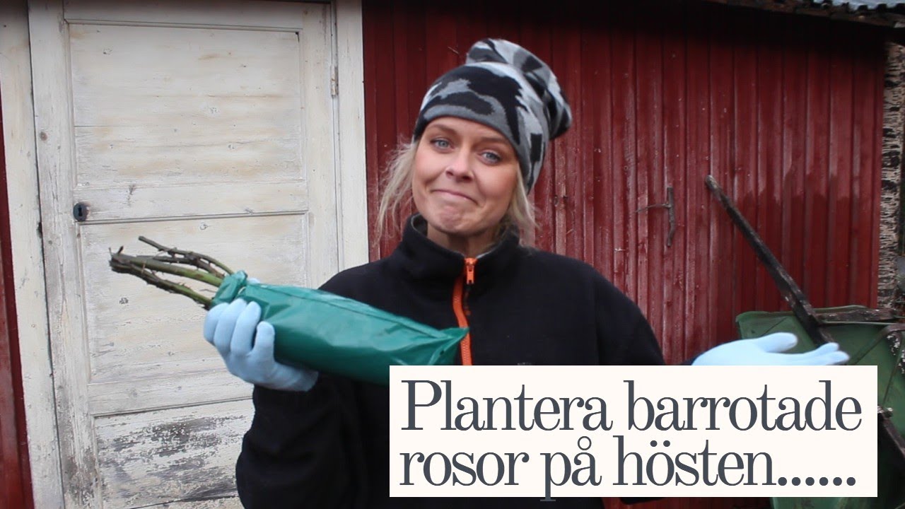 Plantera Barrotade Rosor på Hösten! Zon 7 i November!