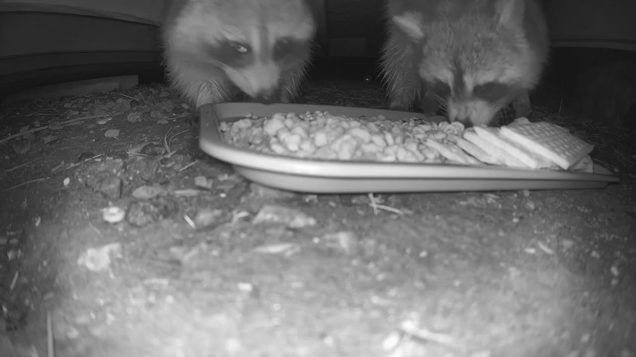under the shed cam
