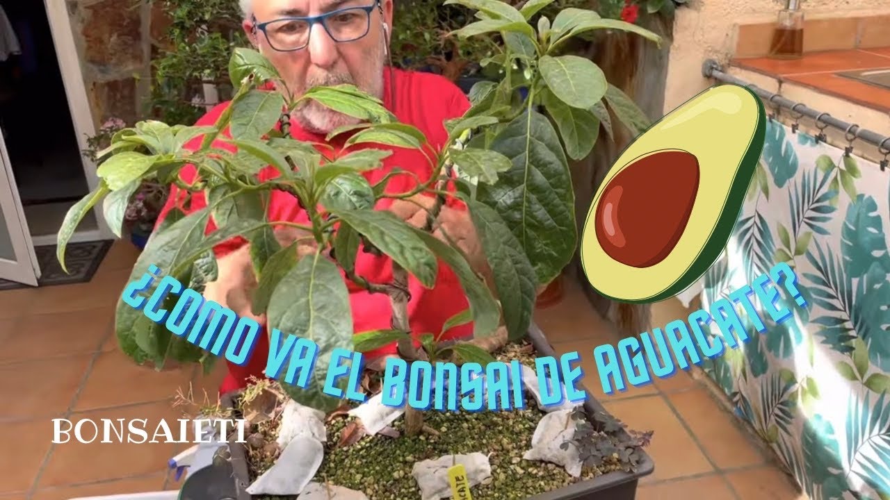 🥑Como va el bonsai de AGUACATE?