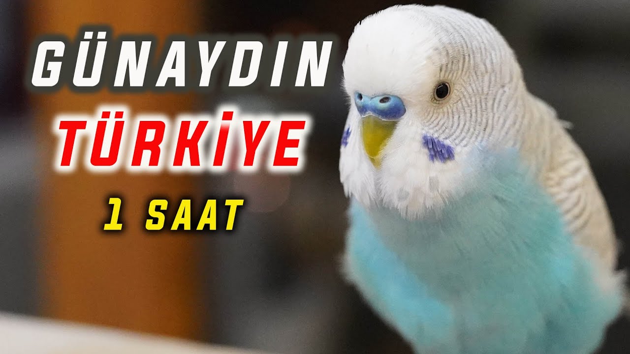 Günaydın Türkiye, Teşekkürler Diyen Muhabbet Kuşu | MUHABBET KUŞU KONUŞMASI | 1 SAAT