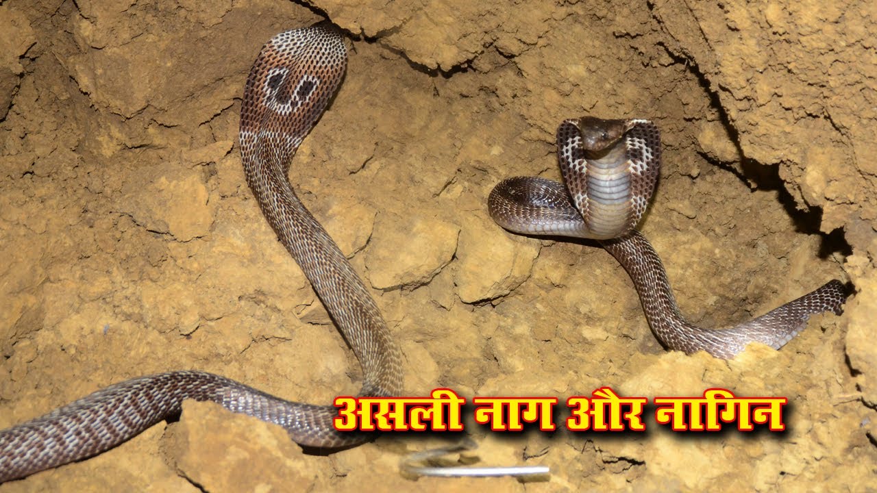 कामवासना के चलते, जब पकड़े गए नाग और नागिन Venomous Cobra Snake Rescue in the Village Harbaspur