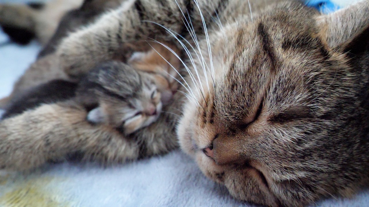 A mother cat hugging her baby kittens to sleep is adorable...