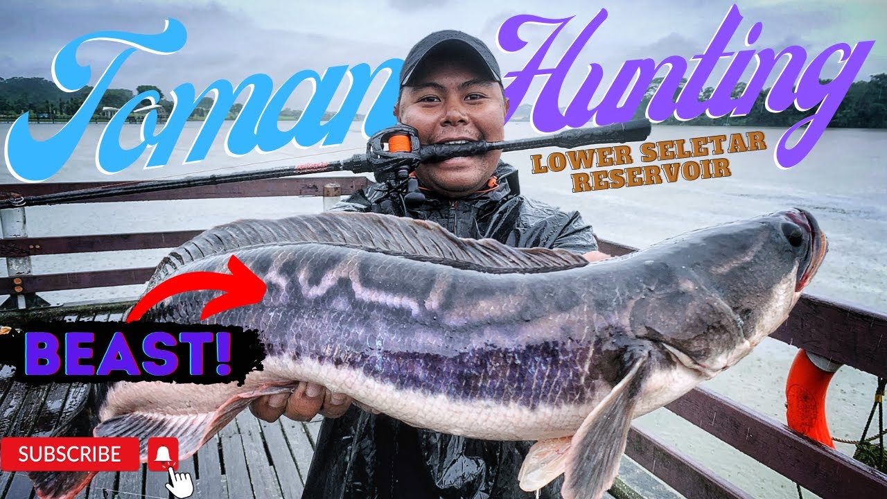 Episode 2: Toman Hunting aka Giant snakehead @ Lower Seletar Reservoir | Freshwater Series
