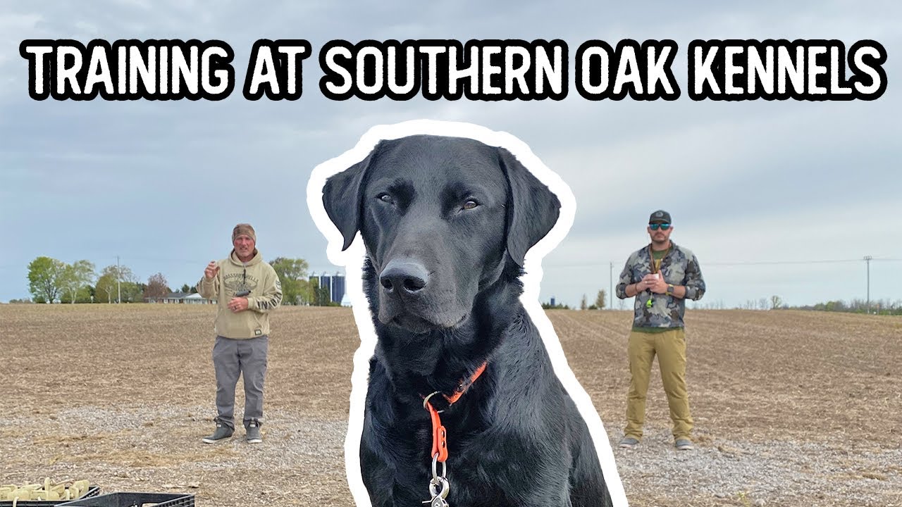 Training at SOUTHERN OAK KENNELS North | Training my duck dog | Part 11