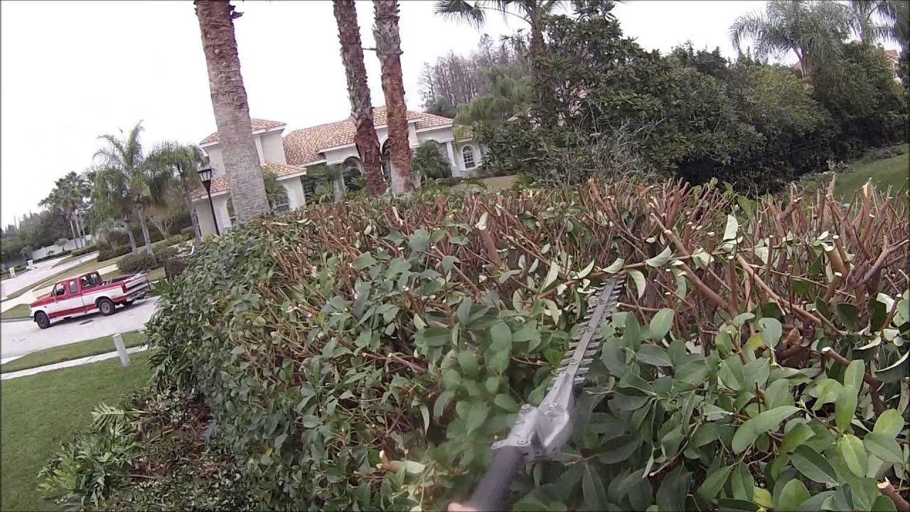 Trim Day