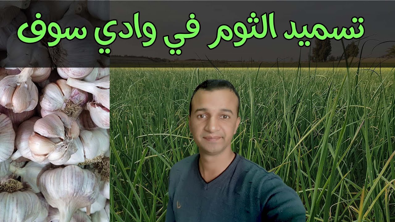 تسميد الثوم في وادي سوف
