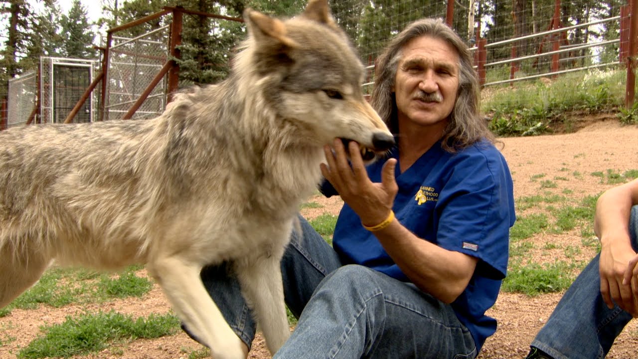 Dr. Jeff Treats a Curious Wolfpack
