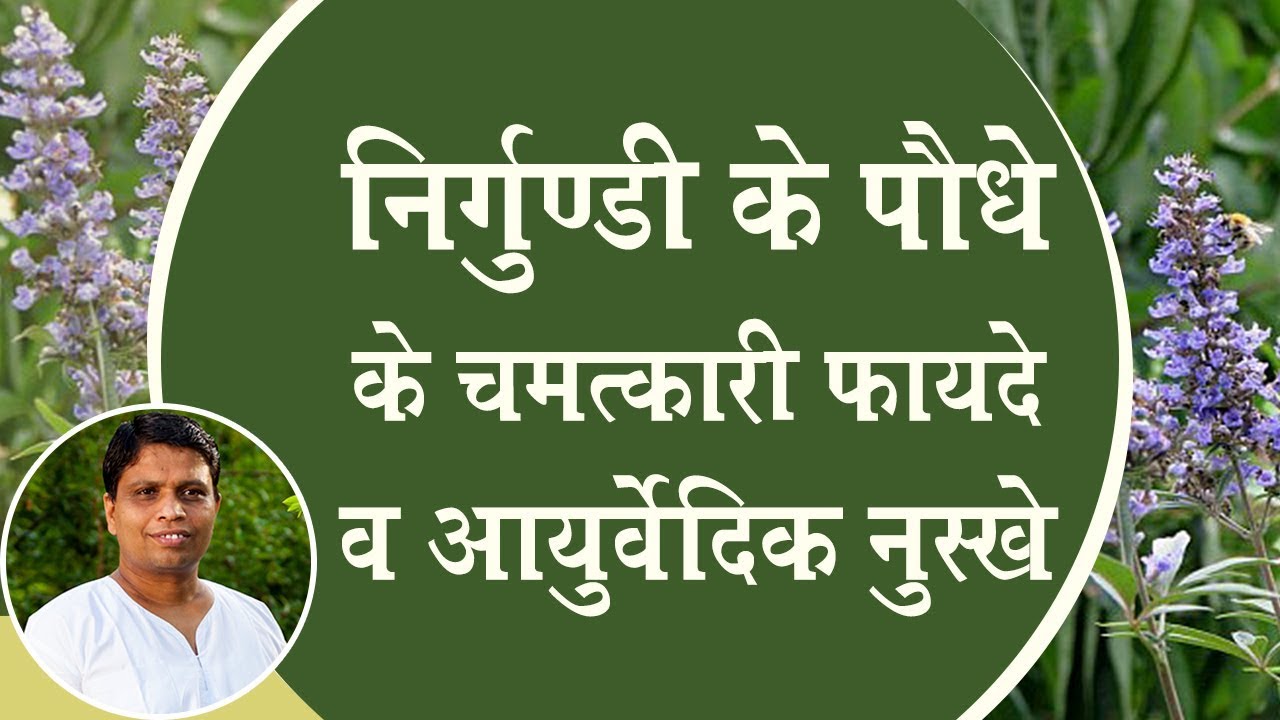 निर्गुण्डी (Five Leaved Chaste) के पौधे के चमत्कारी फायदे व आयुर्वेदिक नुस्खे | Acharya Balkrishna