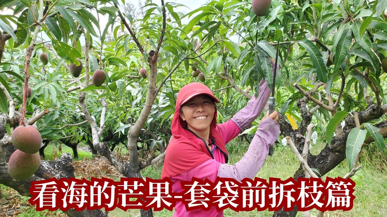 看海的芒果/陳蕙安🥭《芒果套袋前修枝》