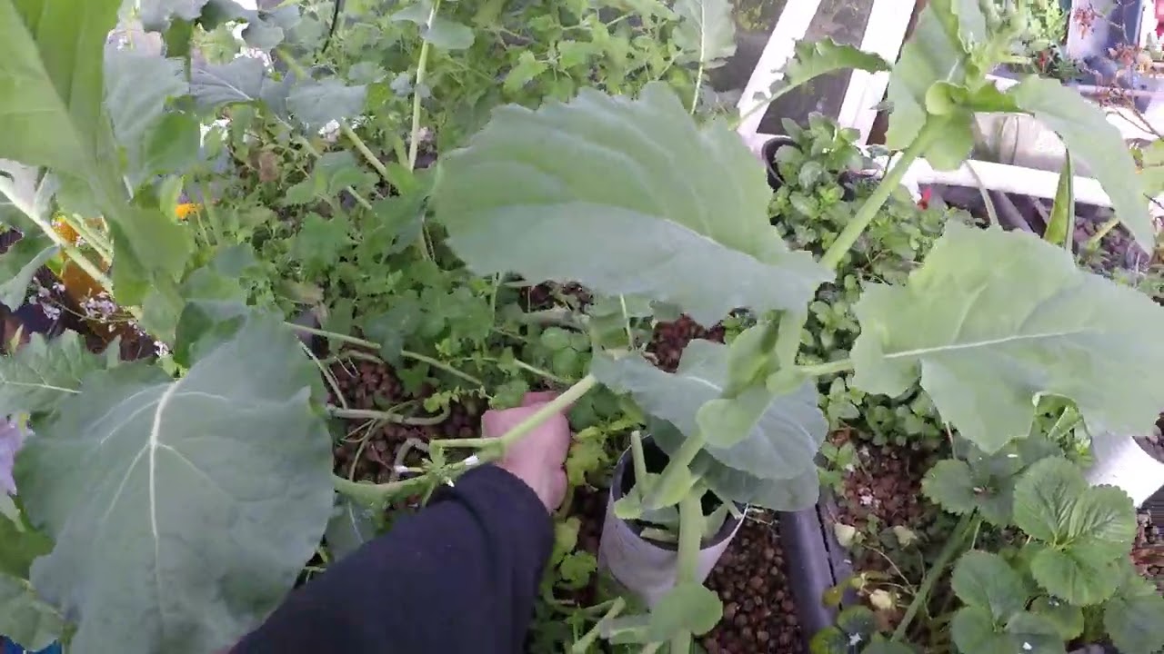 April 2025 Aquaponics Upate