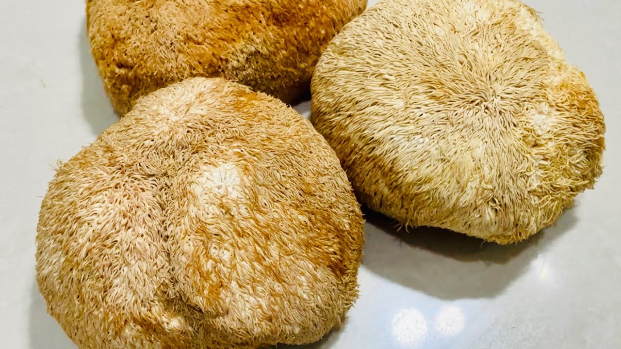 How To Prepare & Cook Sesame Oil Monkey Head / Lion’s Mane Mushroom That taste so good 猴头菇做法