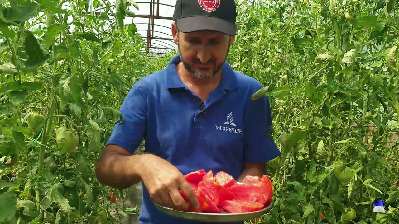 Recoltă de roșii uriașe și gustoase
