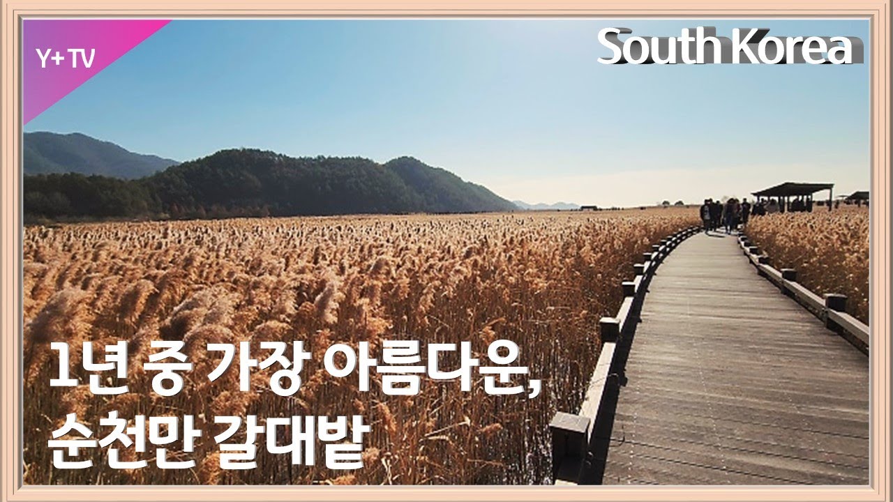 1년 중 가장 아름다운 순천만 갈대밭 / The most beautiful Suncheon Bay reed field scenery of the year(Nov.-'22)