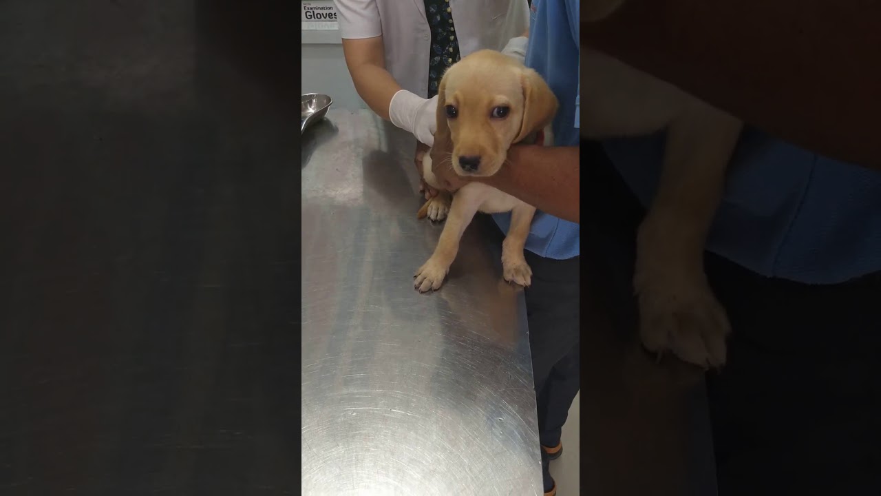 LABRADOR VACCINATIONS|| INJECTED BY A VET