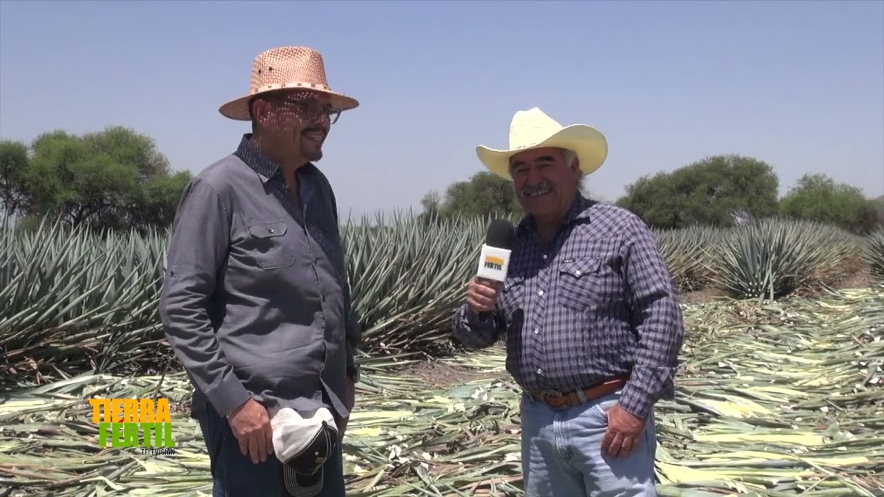 Tierra Fértil Tv - Producción de Agave orgánico (01.07.23)