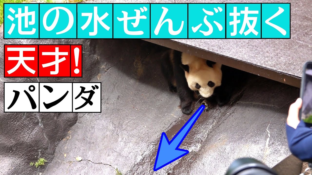 池の水全部抜く天才パンダ結浜🐼手なれたバルブ操作🤣まさに芸人！【Giant Panda】