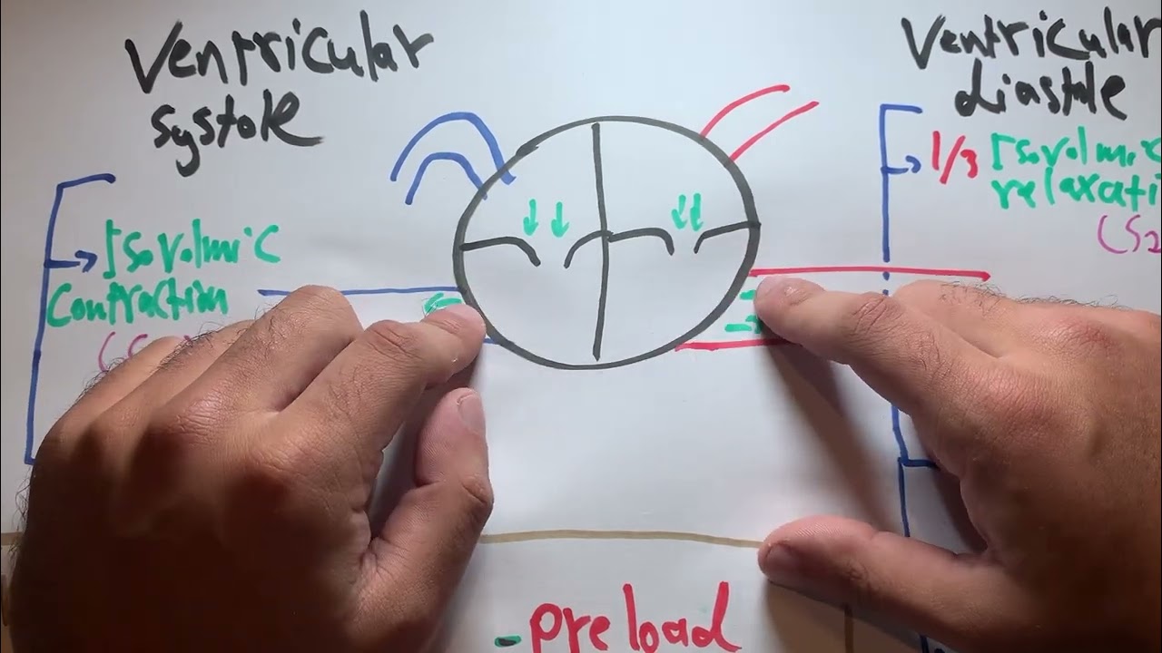Cardiac cycle
