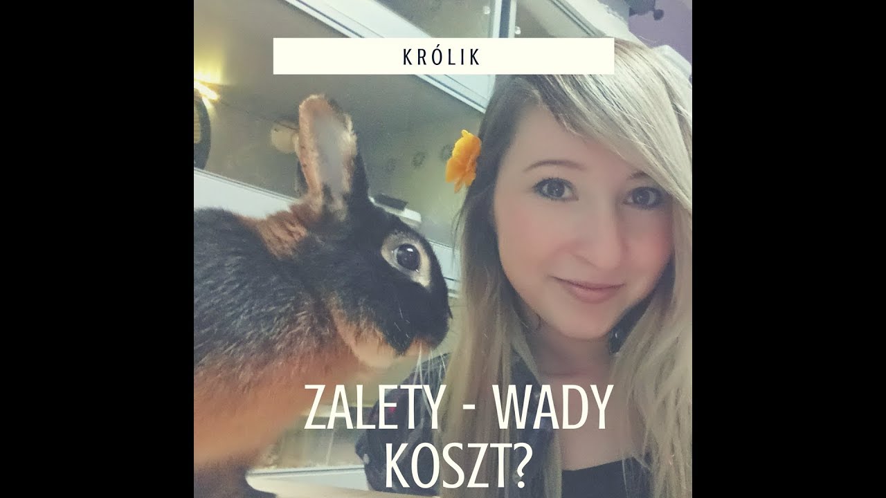 Królik- wady i zalety posiadania królika oraz koszty utrzymania i wyprawki