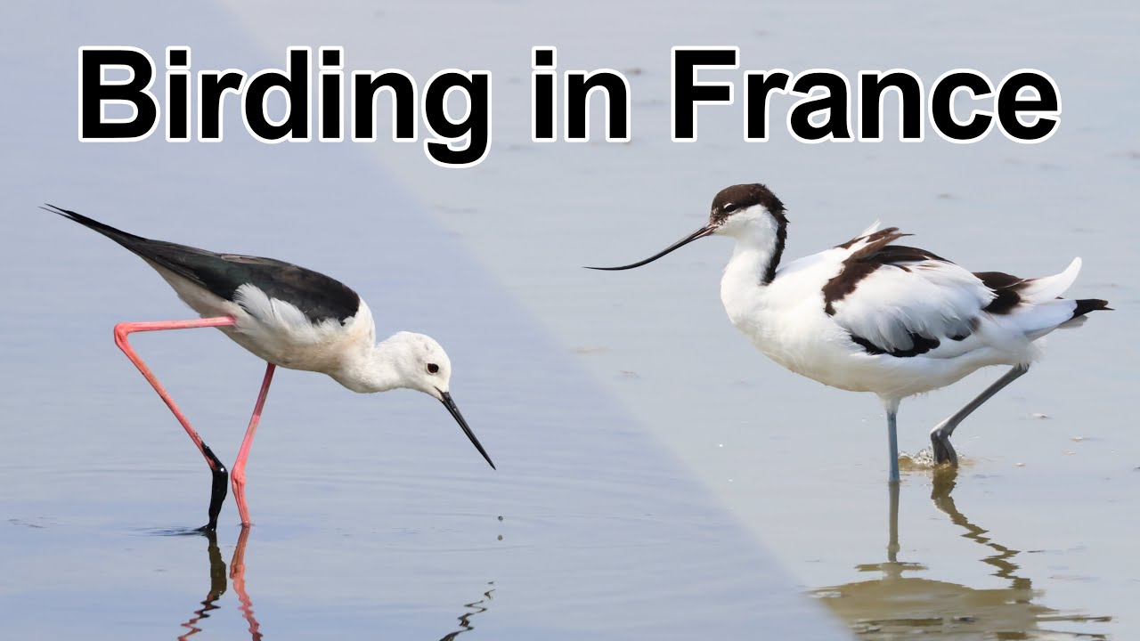 Birding in southern France – Summer 2024
