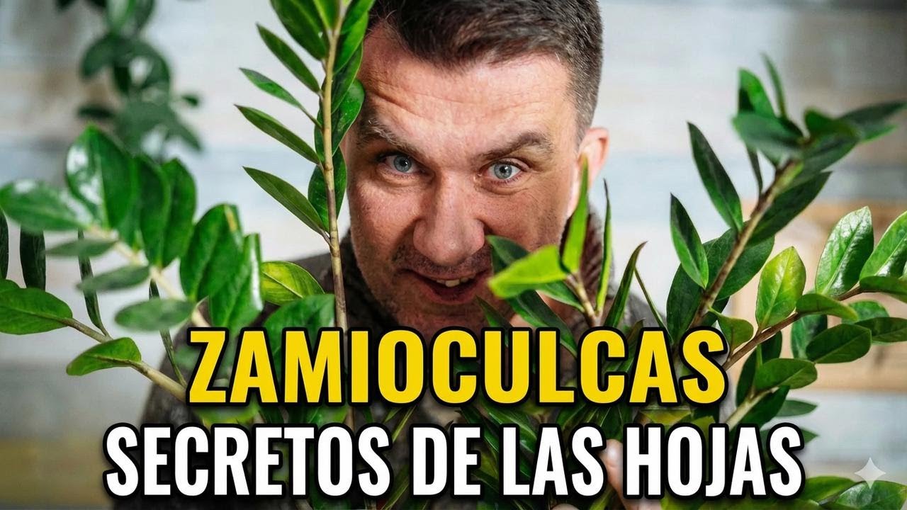 Zamioculca: cuidados y cómo trasplantarla fácil