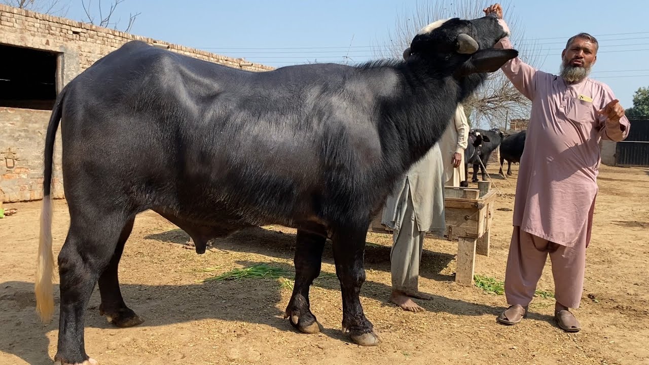 Buffalo for sale in Punjab Pakistan Bull number 1.  /14/2/2026