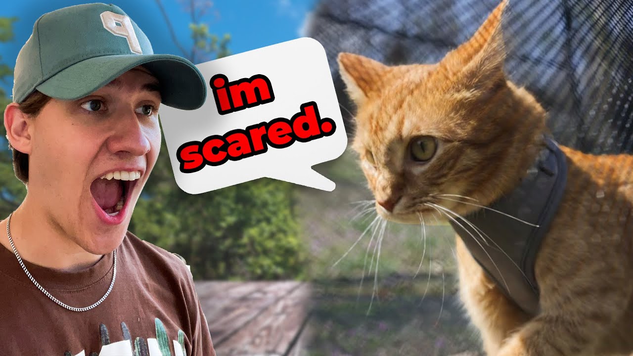 Cats First Time Outdoors (PRICELESS)