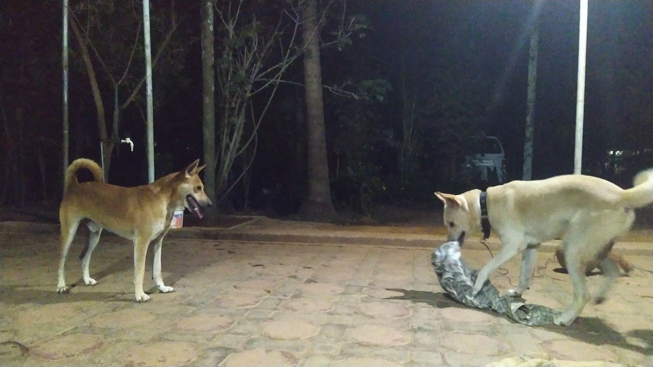 playtime for best friends Kuttu & Mottu.  