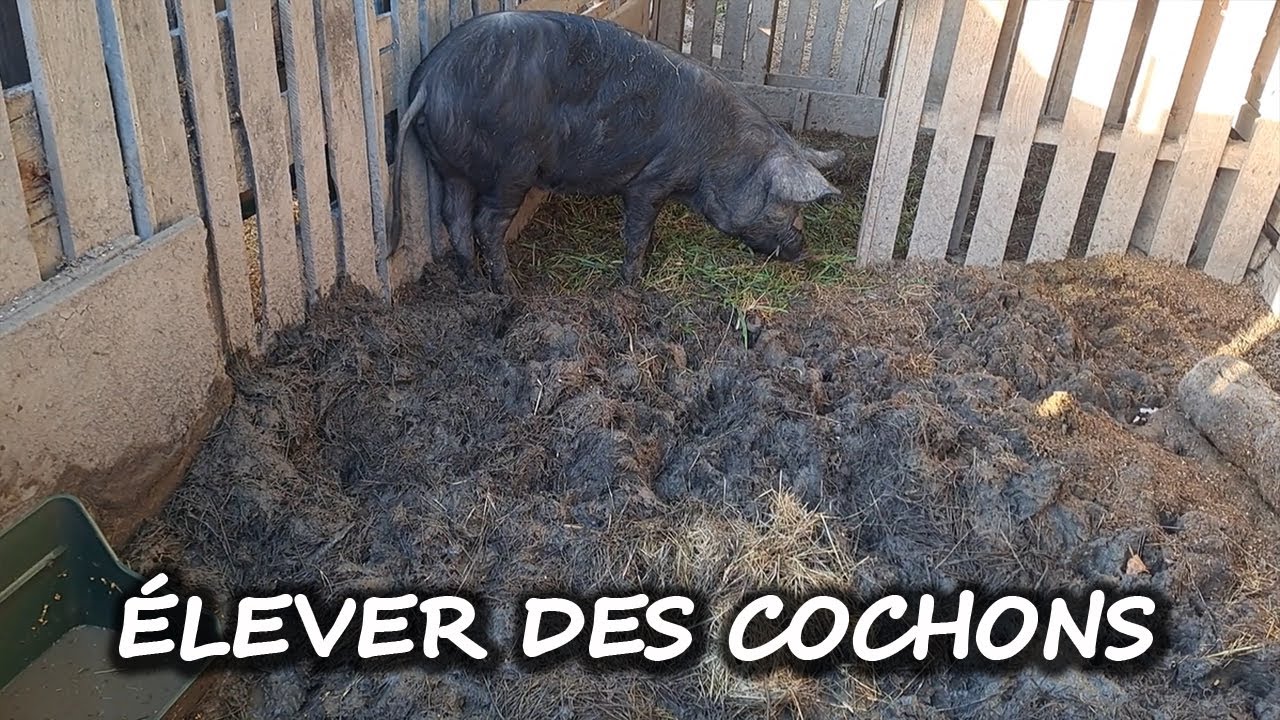 Bilan comment élever des cochons #autonomie