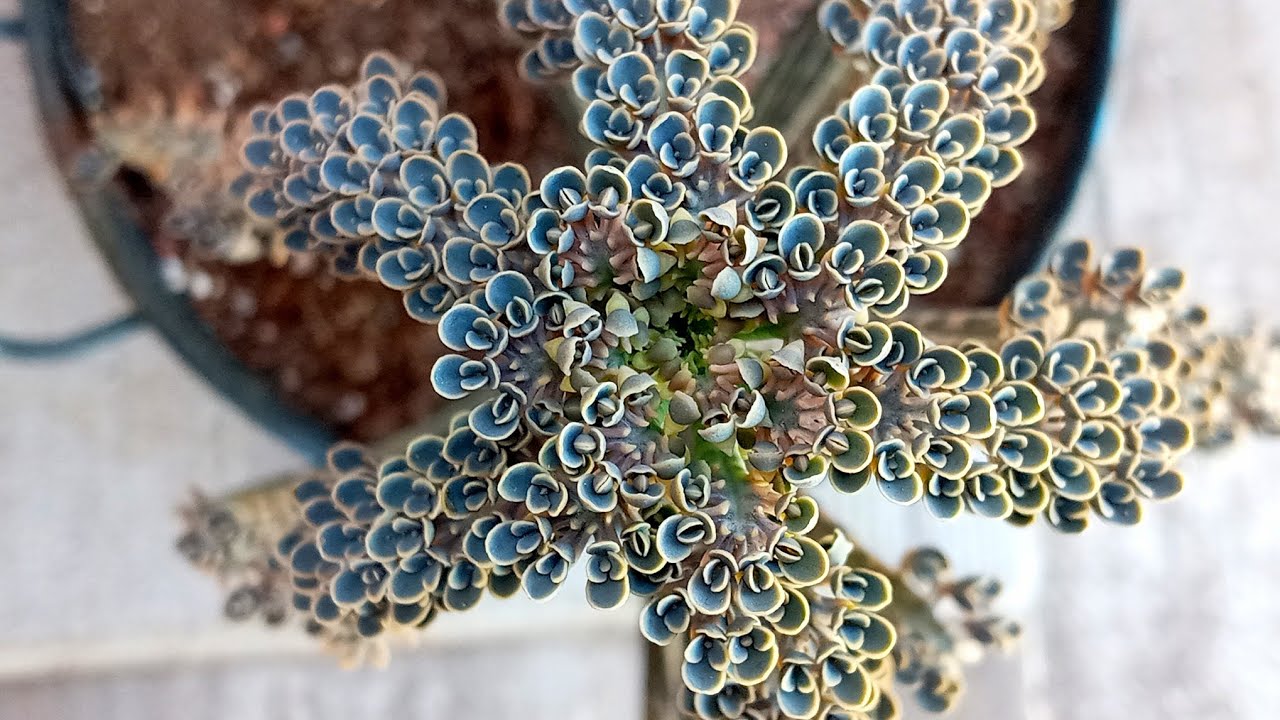 Mavi aşkın gözyaşı,  bakımı, üretimi (kalanchoe delagoensis)