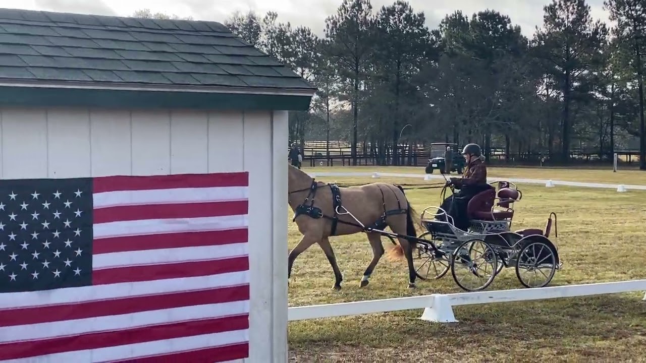 Tristan @ Windsor Trace CDE CT 10/30/25 - Dressage