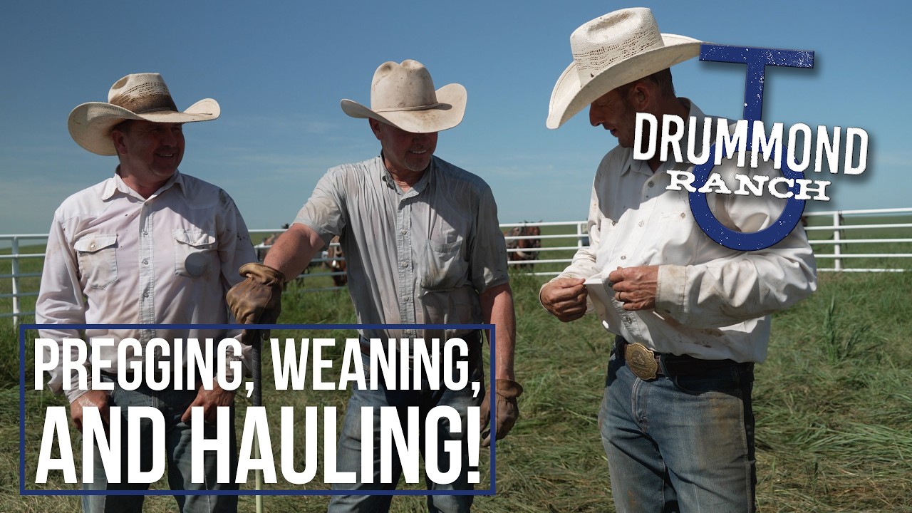 Pregging, Weaning & Hauling 450 Pairs, and Yes...We Broke a Sweat!