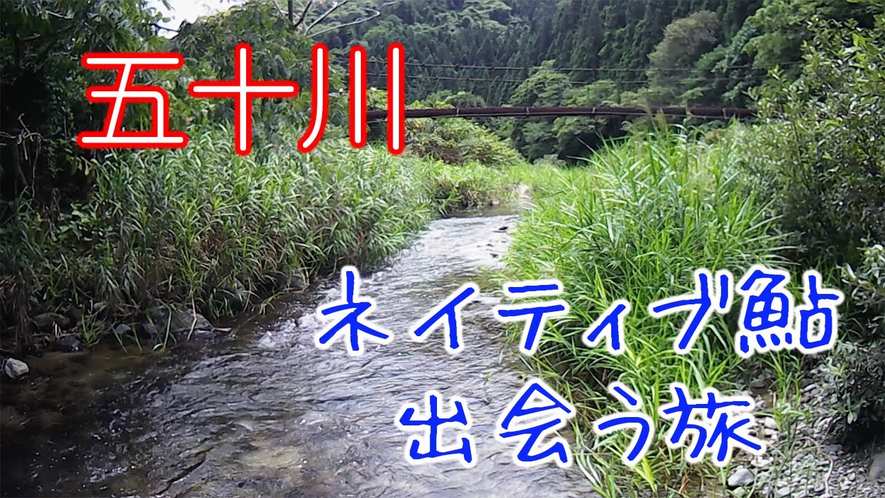 【五十川】アブに守られし天然鮎のパラダイス/native sweet fish IRAGAWA river