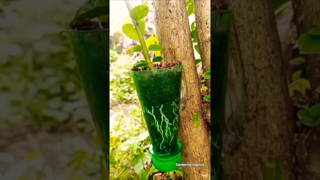 Branch ko plant kaise banaye #farming #agriculture #plants