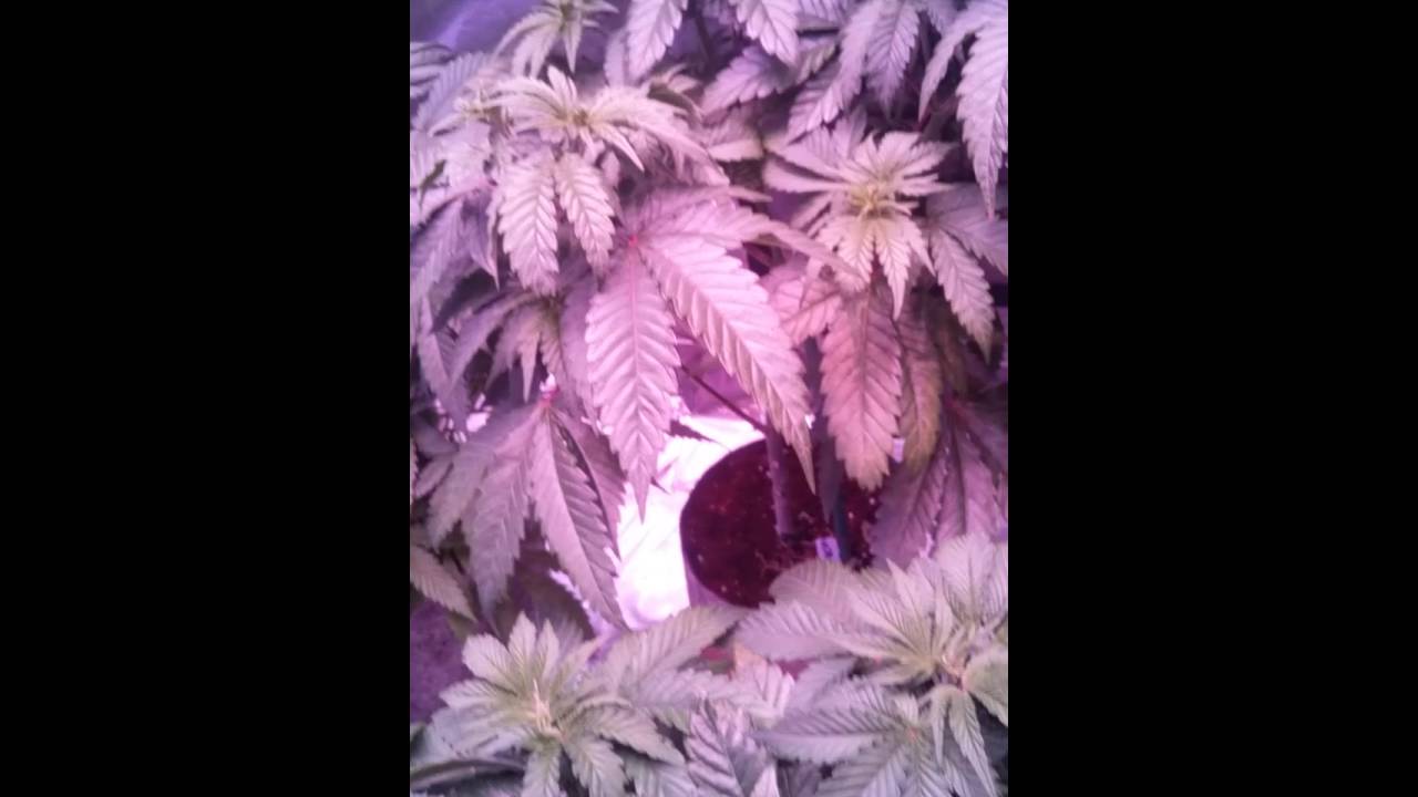 Bml illumitex lumigrow led medical marijuana grow