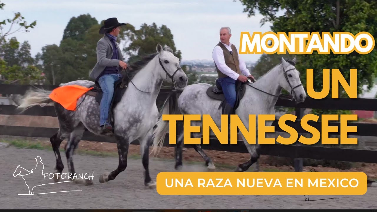 Montando una raza de caballos NUEVA en México | Tennessee Walking Horse | Fotoranch