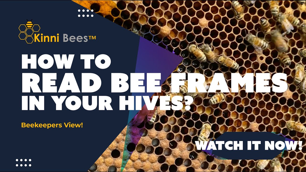 How to Read a Frame when Inspecting Beehive | 🐝 Beekeepers View