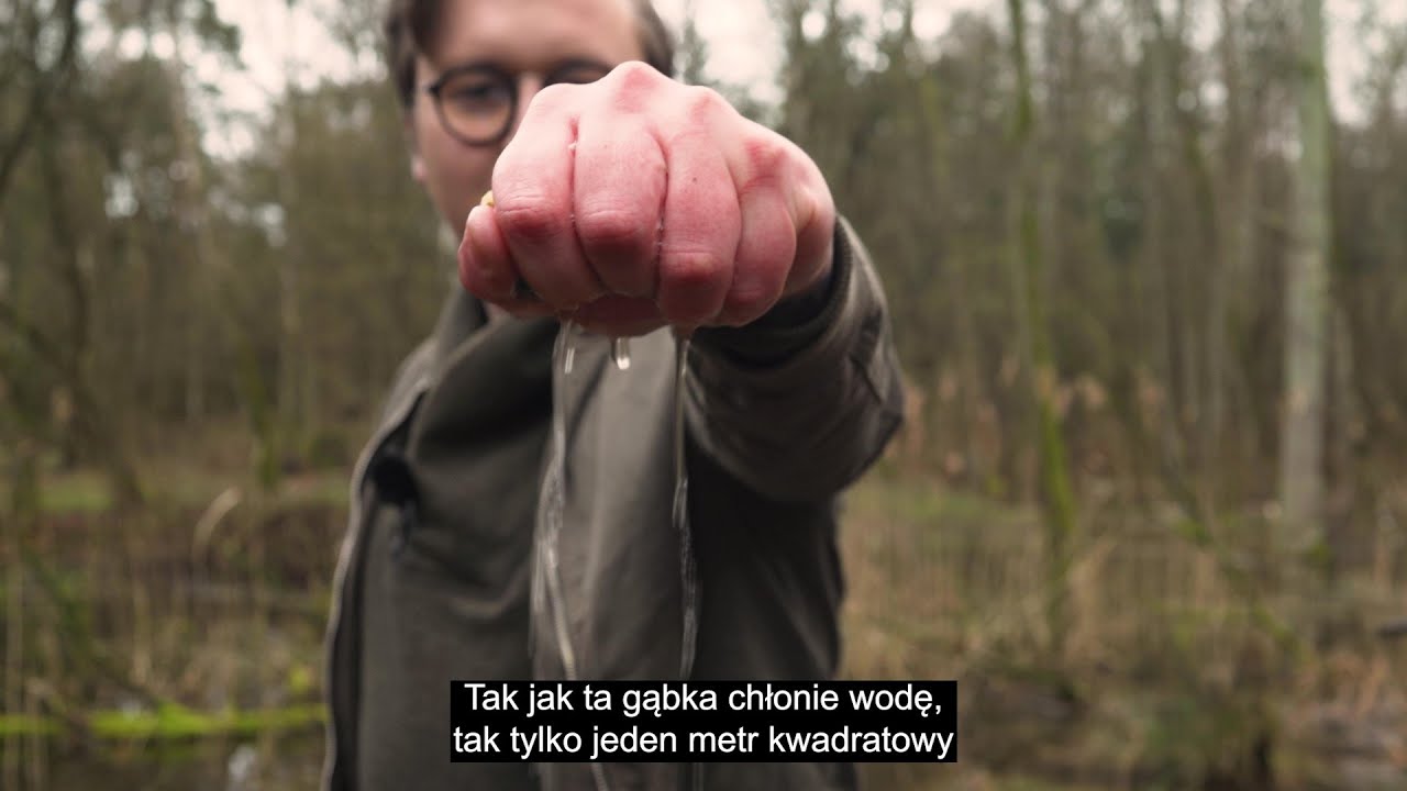Las Pełną Gąbką - NAPISY PL