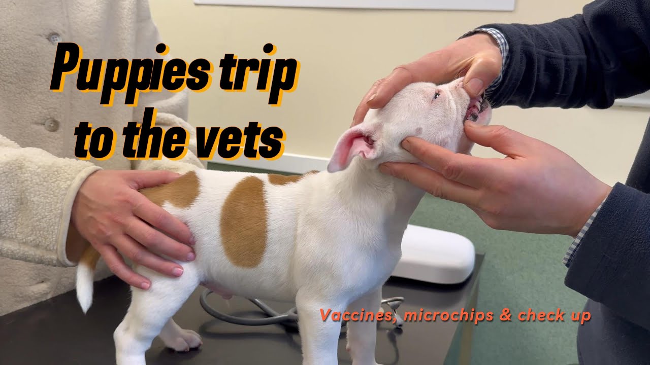 Pups first Vet Visit! Eva’s 7-Week-Old Staffy Puppies Get Vaccinated, health check & Microchipped 💉🐾