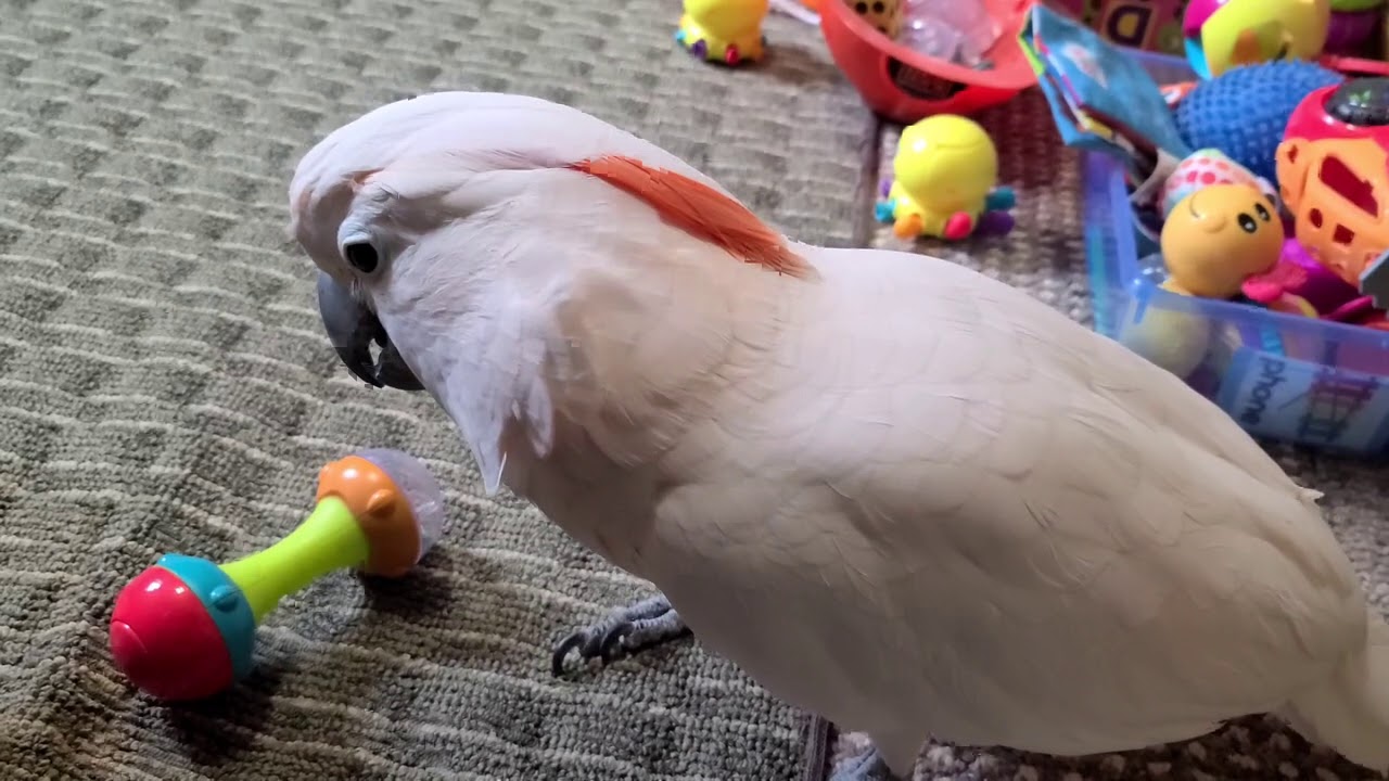 What Happens When I Tell Max I Have To Go Back To Work