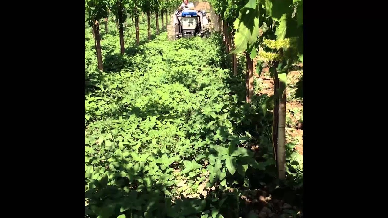 Coltivatore Interceppi Combinato - Prova in Vigneti Tendone e Spalliera