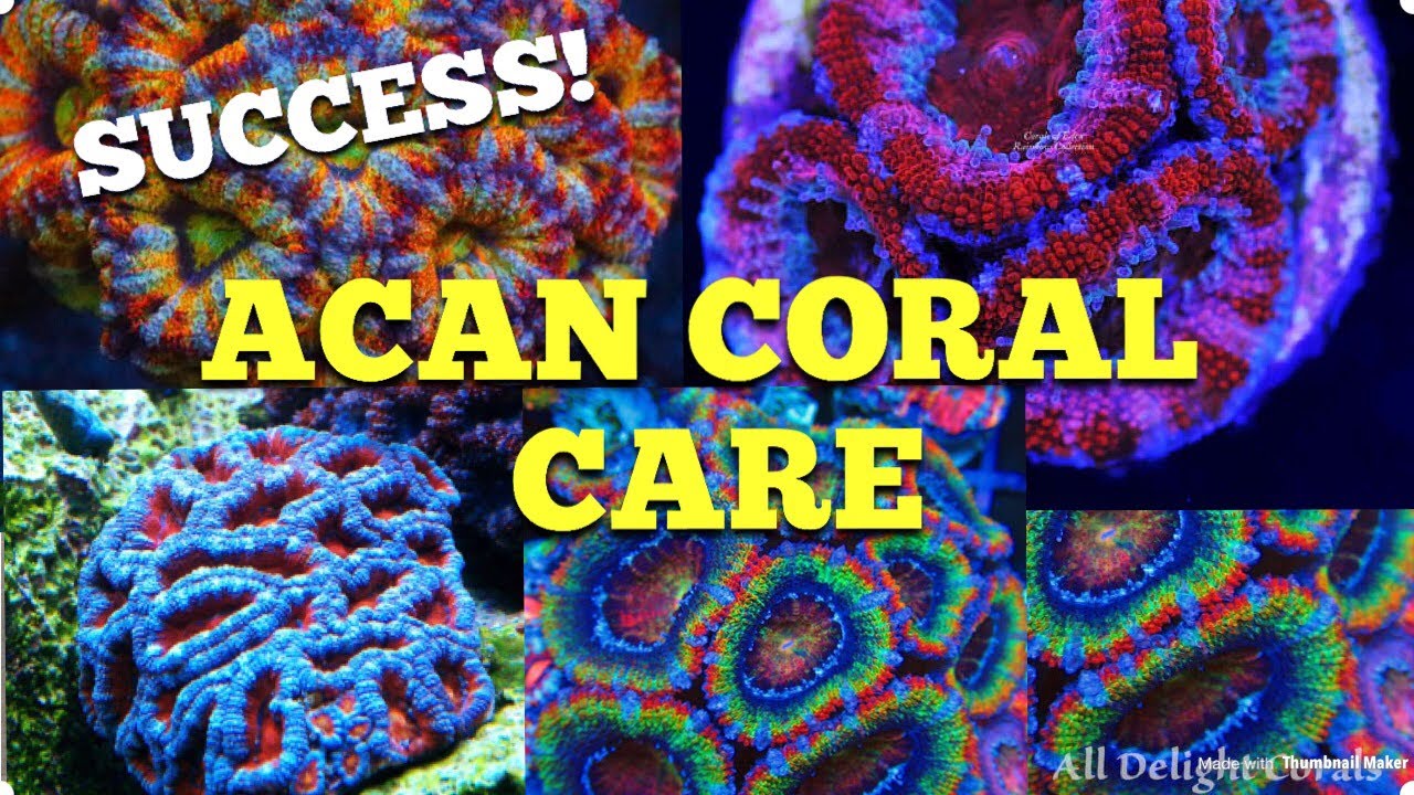 Acan Coral Care (100% успех) 🙌🏻