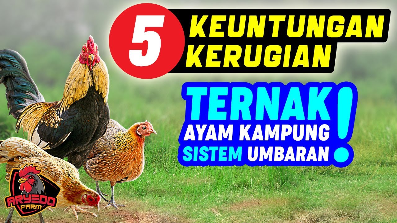 5 KEUNTUNGAN dan KERUGIAN Ternak AYAM KAMPUNG Sistem Umbaran (Ekstensif)