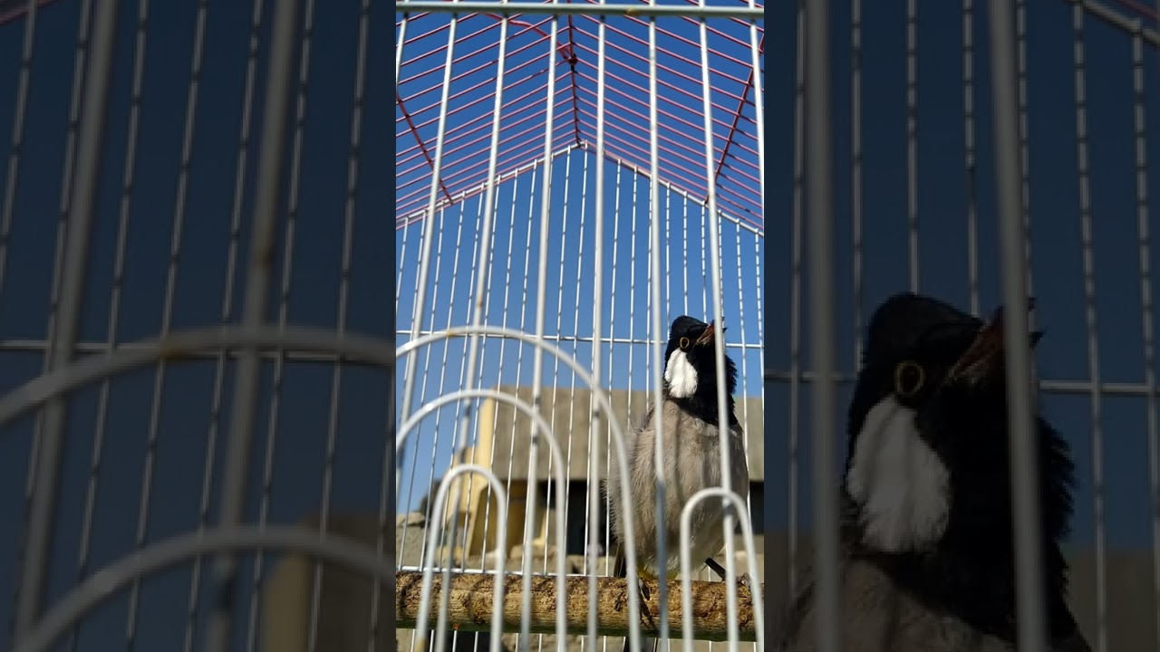 تغريد بلبل فحل لفتح البلابل القافله شغل المقطع بصوت ناصي وندعيلي🙏
