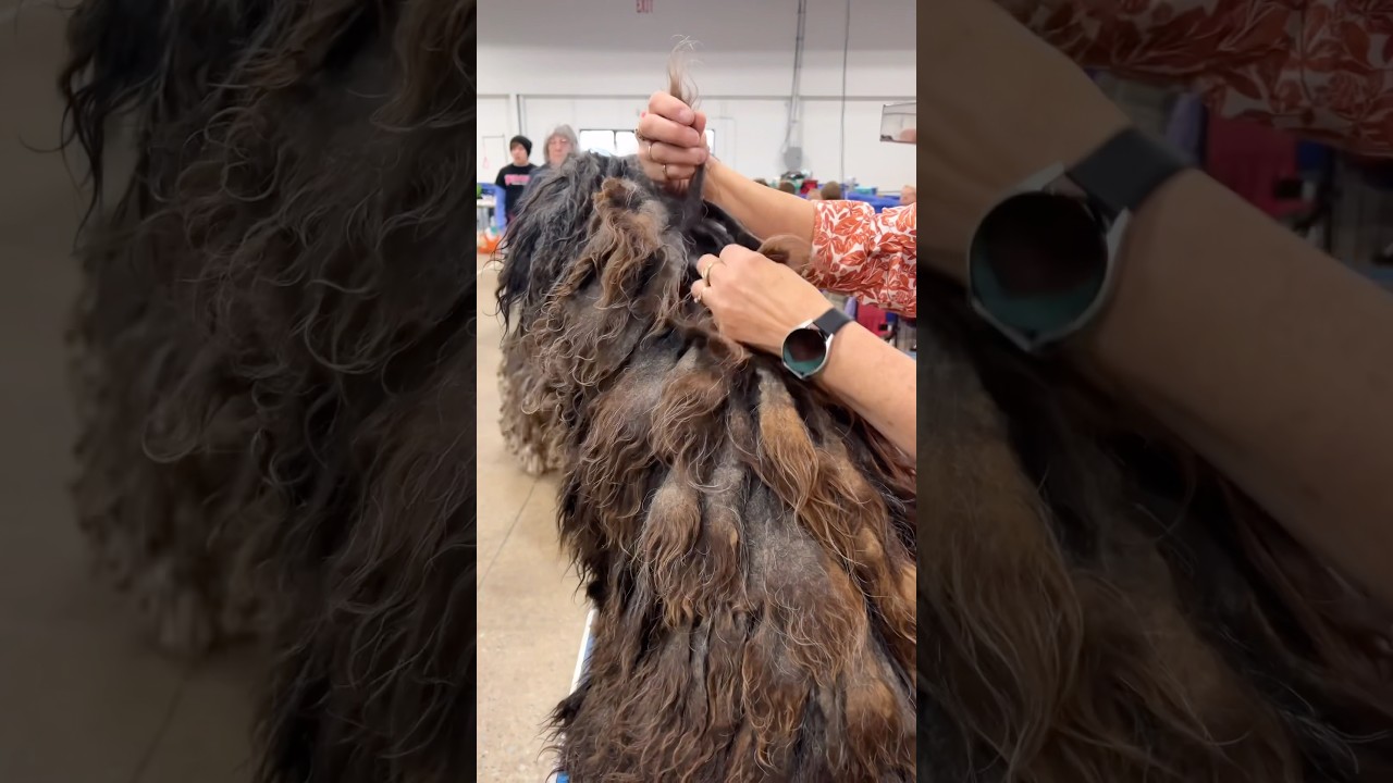 🐾Matted Dogs Rule!