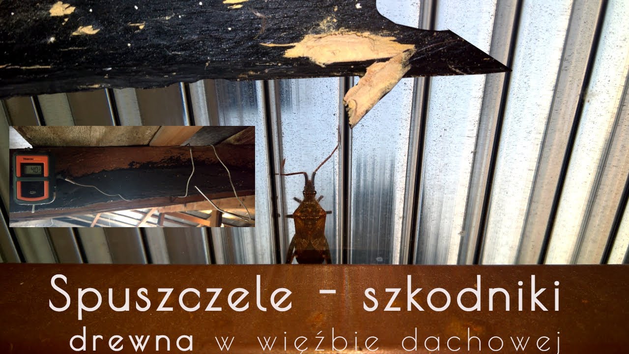 Szkodniki drewna - spuszczele w krokwiach w więźbie dachowej, analiza problemu, pomiary - 4K