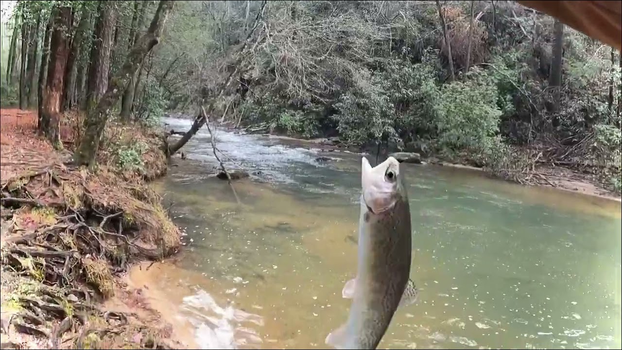 Pesca y cocina de truchas 🎣asi espezamos el año